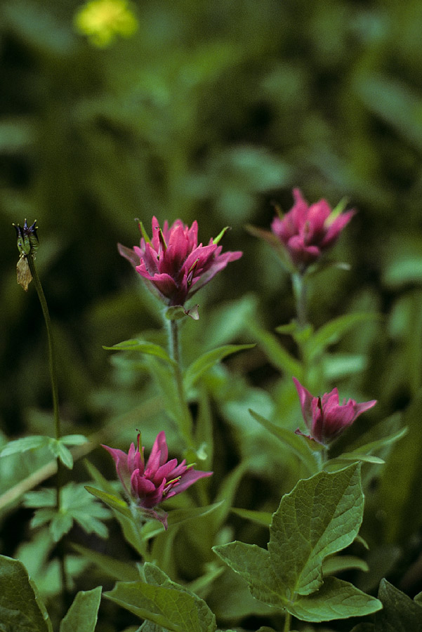 198507W3D26, ©Tim Medley