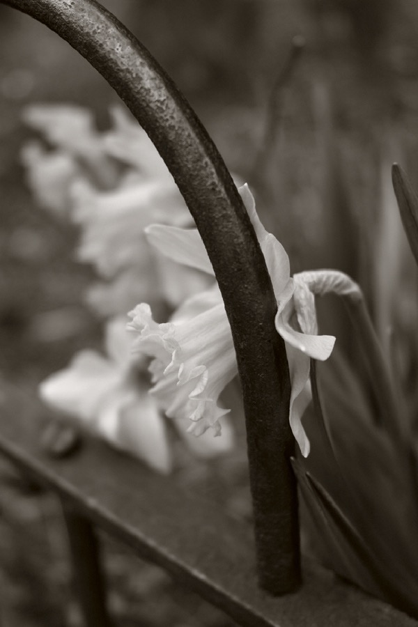 20140404P2M0035 ©Tim Medley - Daffodill, 12th Street NE, Capitol Hill, Washington, DC