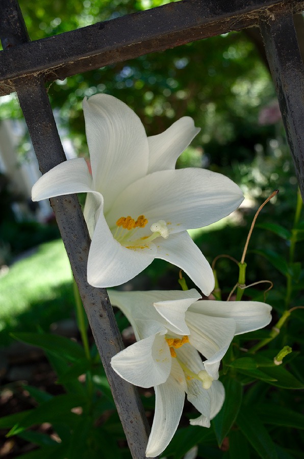 20140620R000118 ©Tim Medley - Daylilies, Capitol Hill, Washington, DC