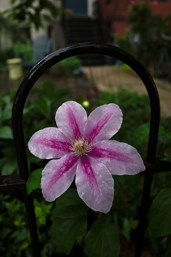 20160520Q0119 @Tim Medley - Clematis, Capitol Hill, Washington, DC