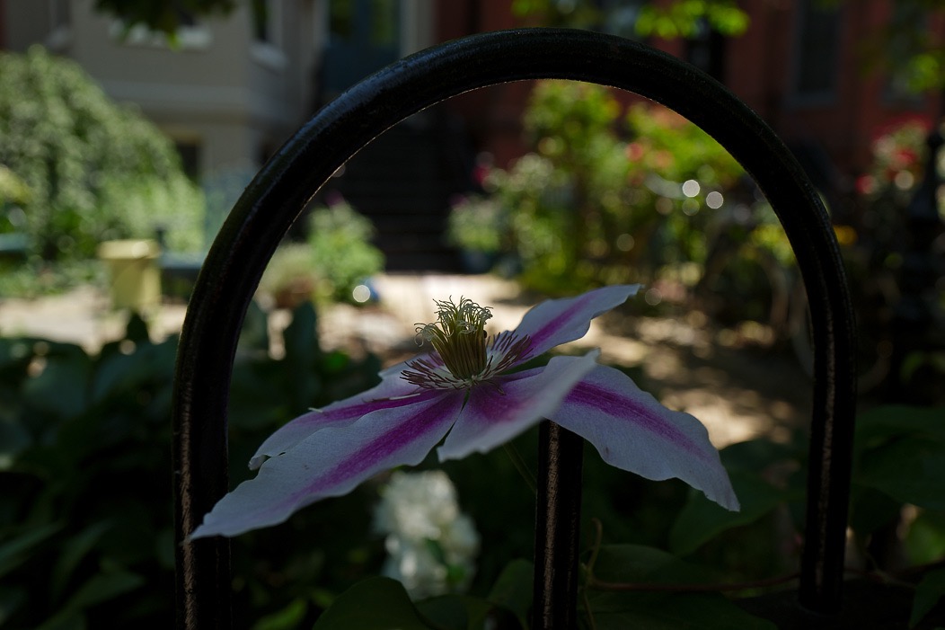 20160528Q0157 @Tim Medley - Clematis, Capitol Hill, Washington, DC
