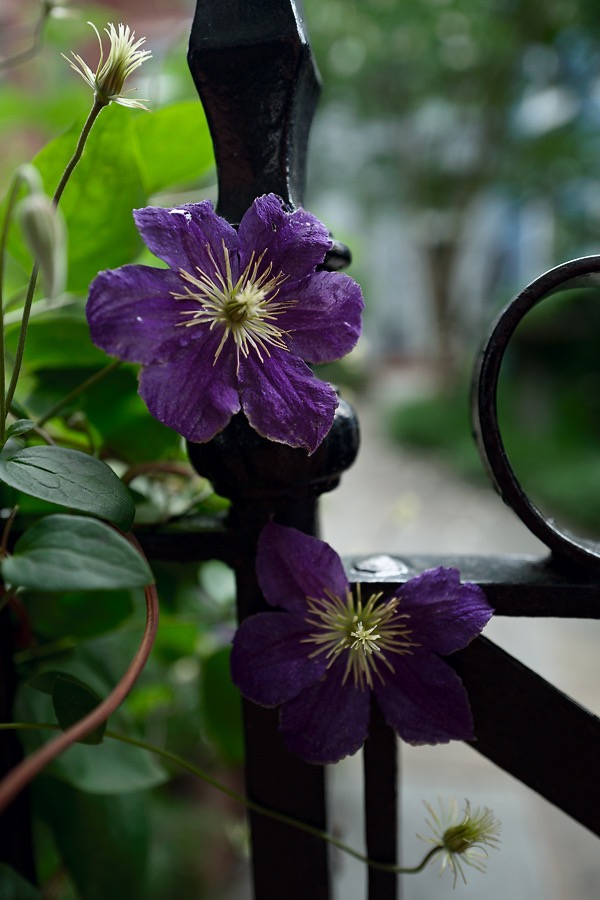 20160604Q0216 @Tim Medley - Clematis, Capitol Hill, Washington, DC