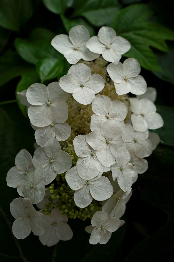 20160604Q0220 @Tim Medley - Hydrangea, Capitol Hill, Washington, DC