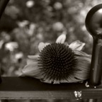 20160625Q0417.jpg