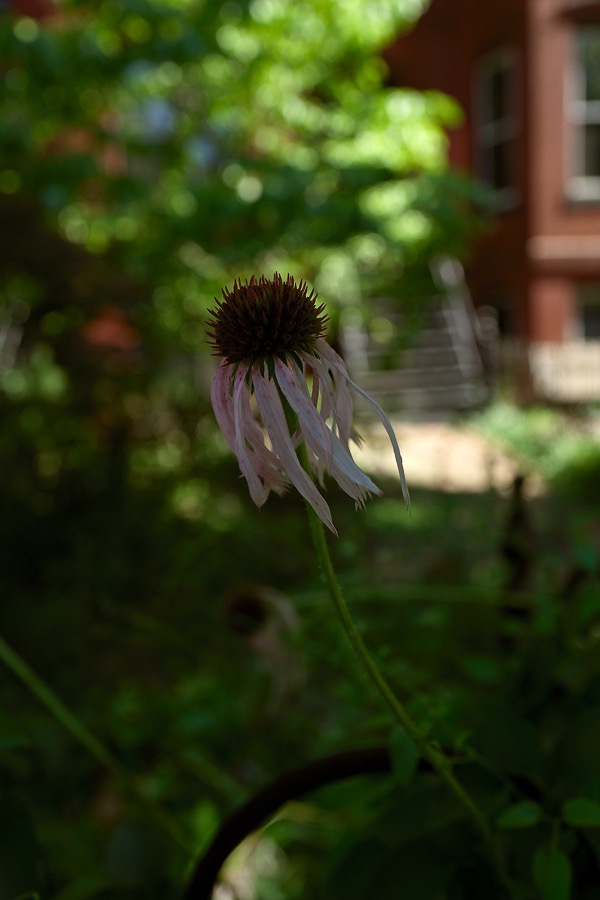 20160625Q0424 @Tim Medley - Coneflower, Capitol Hill, Washington, DC