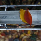 20161119Q0031.jpg