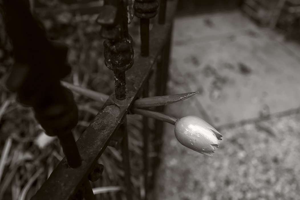 20161119Q0038 @Tim Medley - Wooden Tulip, Capitol Hill, Washington, DC