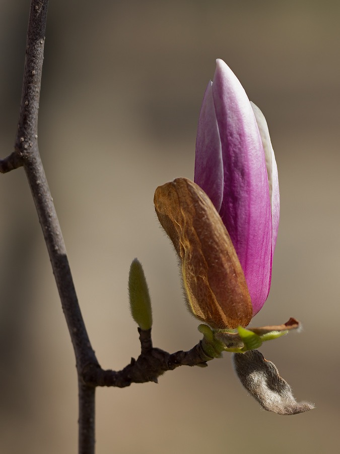 20240314X2D0218 ©Tim Medley - Magnolia, Capitol Hill, Washington, DC