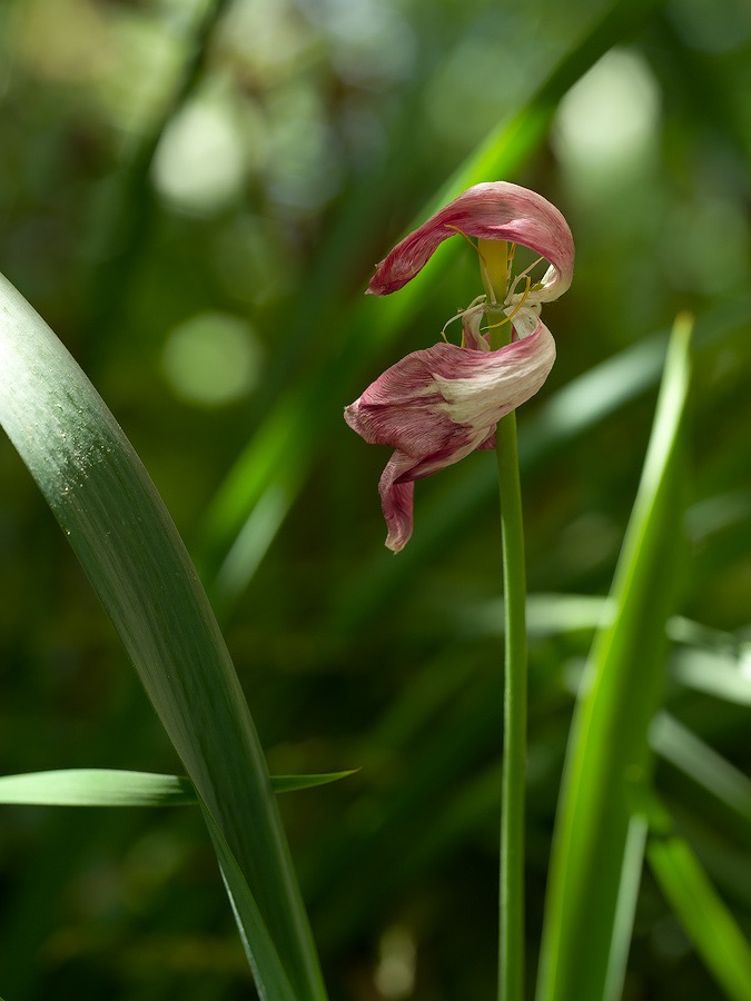20240422X2D0591 ©Tim Medley - Tulip, Capitol Hill, Washington, DC