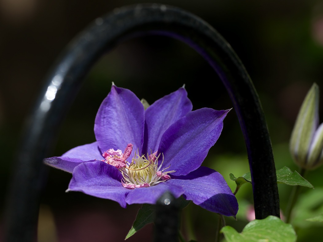 20240422X2D0594 ©Tim Medley - Clematis, Capitol Hill, Washington, DC