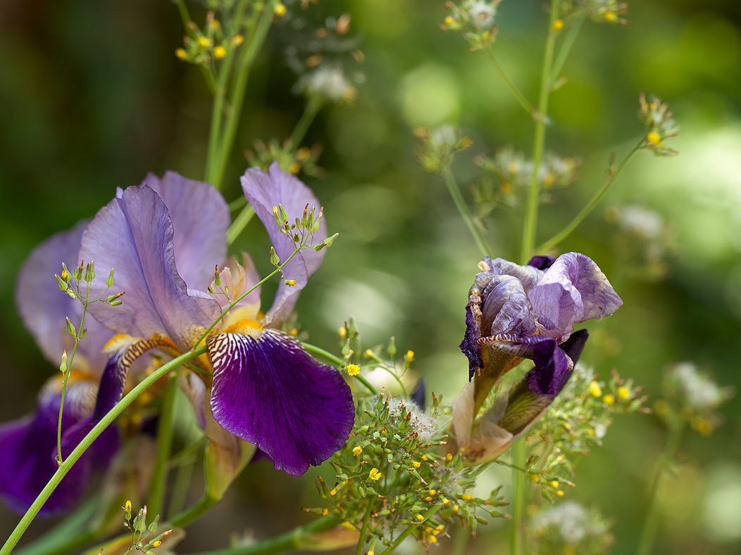 20240429X2D0682 ©Tim Medley - Iris, Capitol Hill, Washington, DC