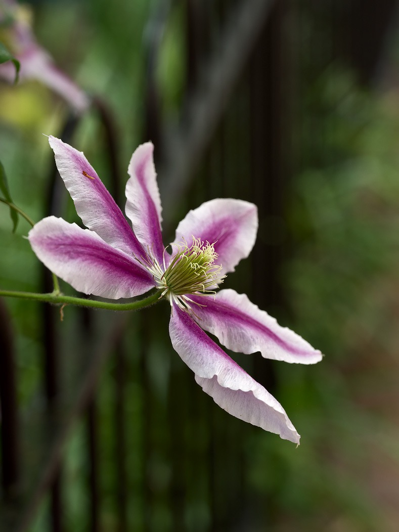 20240503X2D0743 ©Tim Medley - Clematis, Capitol Hill, Washington, DC