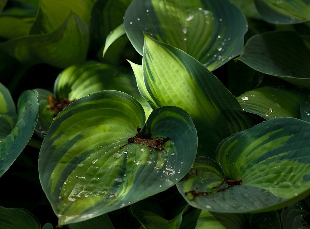 20240512X2D0802 ©Tim Medley - Hosta, Capitol Hill, Washington, DC