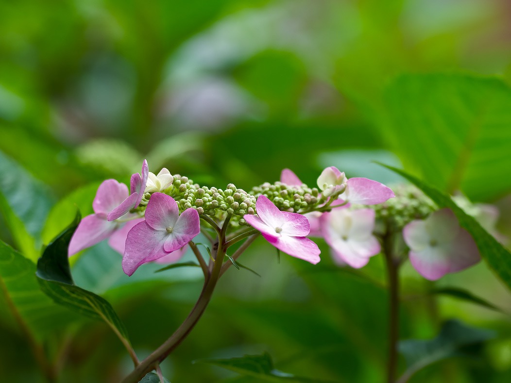 20240519X2D0818 ©Tim Medley - Hydrangea, Capitol Hill, Washington, DC