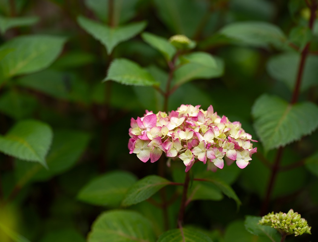 20240519X2D0824 ©Tim Medley - Hydrangea, Capitol Hill, Washington, DC