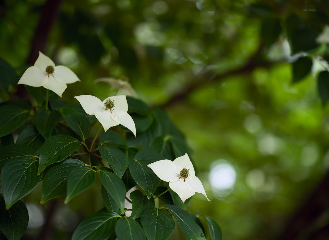 20240519X2D0826 ©Tim Medley - Dogwood, Capitol Hill, Washington, DC