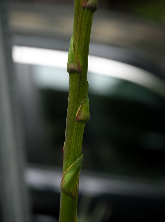 20240519X2D0827 ©Tim Medley - Yucca, Capitol Hill, Washington, DC