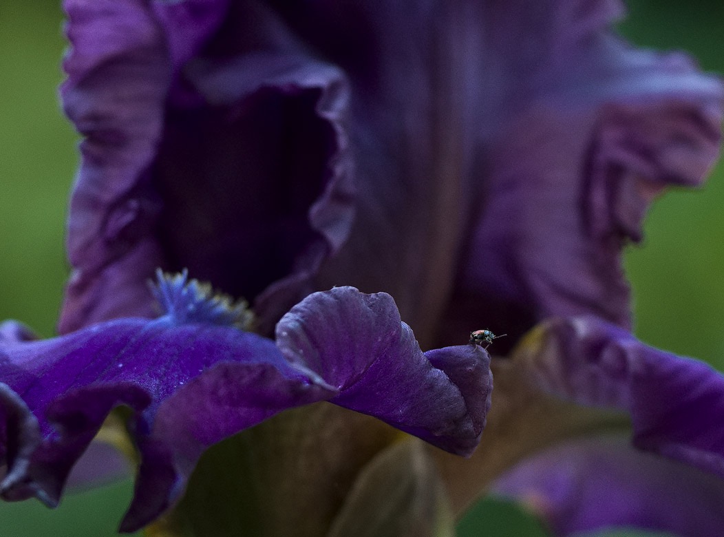 20240522X2D0849 ©Tim Medley - Beetle, Iris, Capitol Hill, Washington, DC