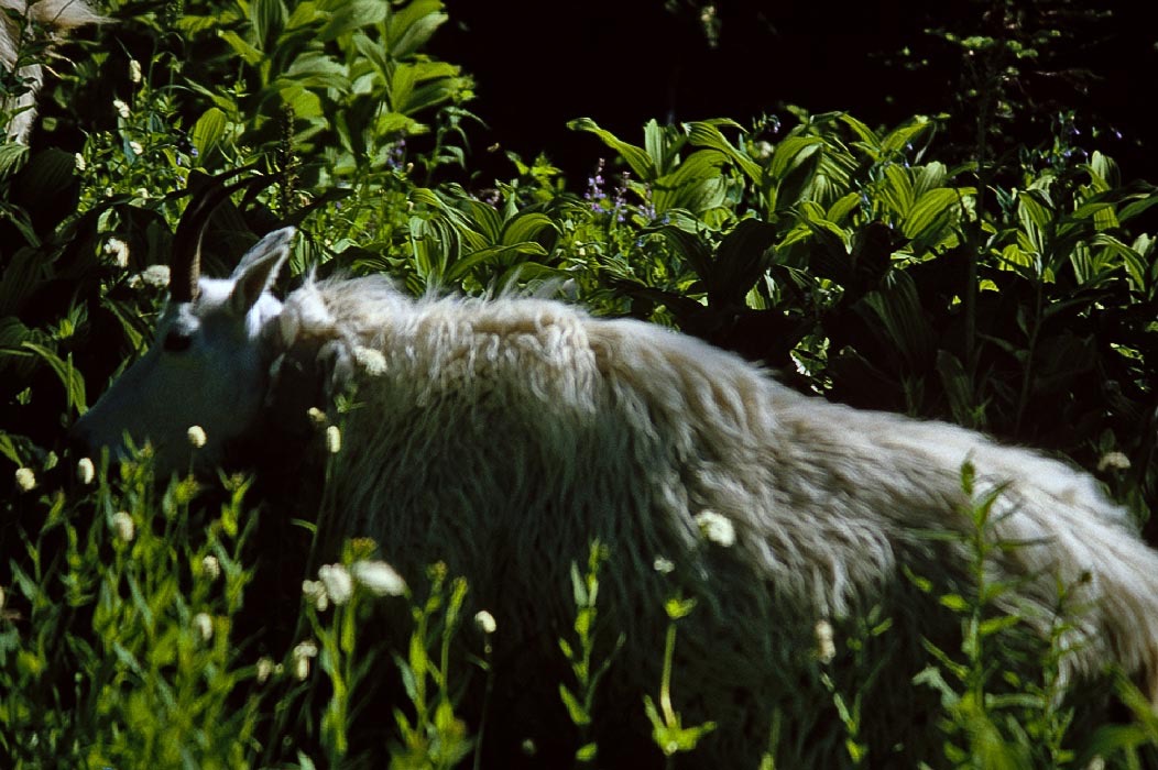 198706331 ©Tim Medley - Glacier Meadows, Olympic National Park, WA