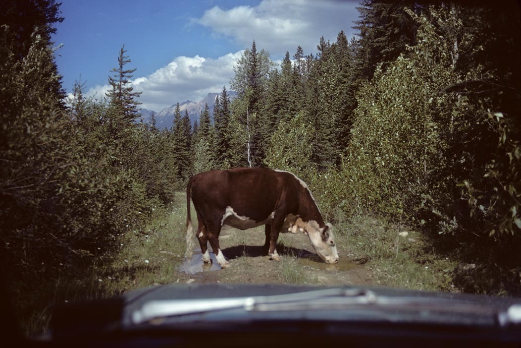 197900620, ©Tim Medley