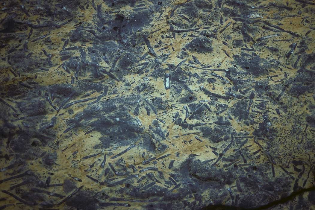 1981C00403, ©Tim Medley