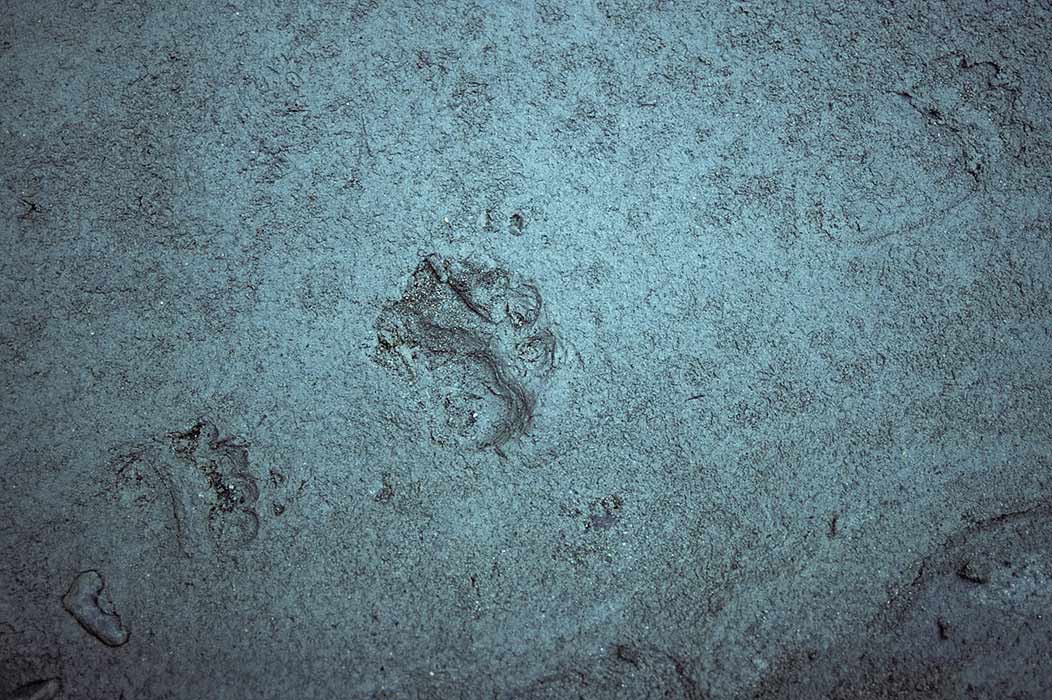 1981C00707, ©Tim Medley