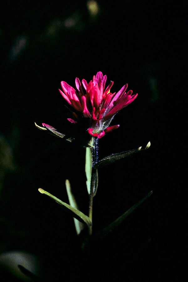 1983C00207, ©Tim Medley