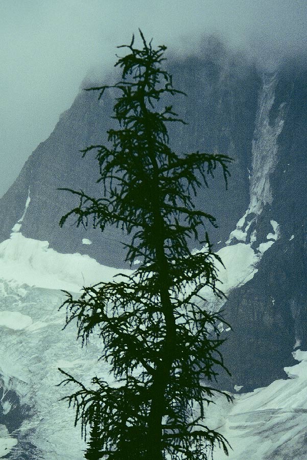 1983C00829, ©Tim Medley