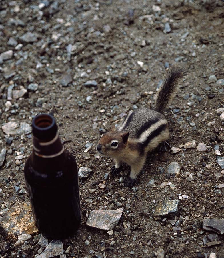 198707636 ©Tim Medley - Chipmunk, Sentinel Pass, Banff National Park, AB
