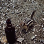 198707636.jpg