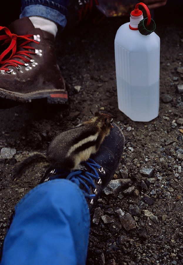 198707638 ©Tim Medley - Chipmunk, Sentinel Pass, Banff National Park, AB
