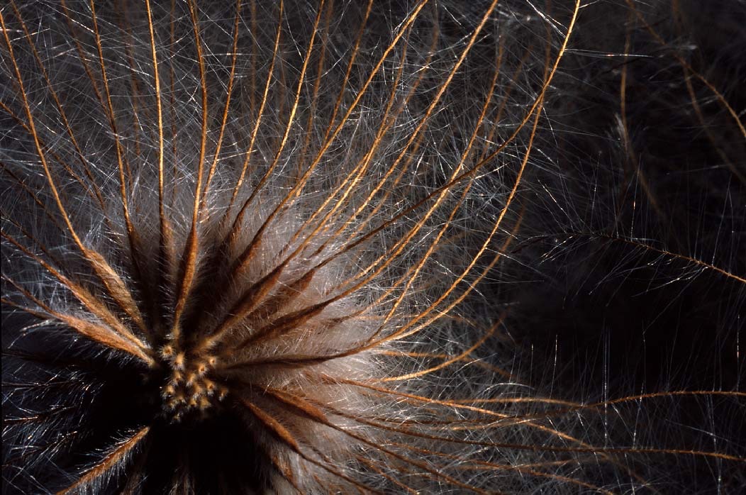198708301 ©Tim Medley - Dryas, Banff National Park, AB