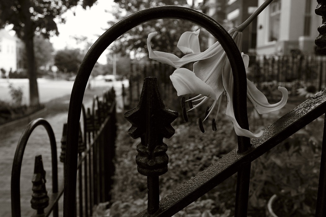 20160715Q0440 @Tim Medley - Daylily, Capitol Hill, Washington, DC