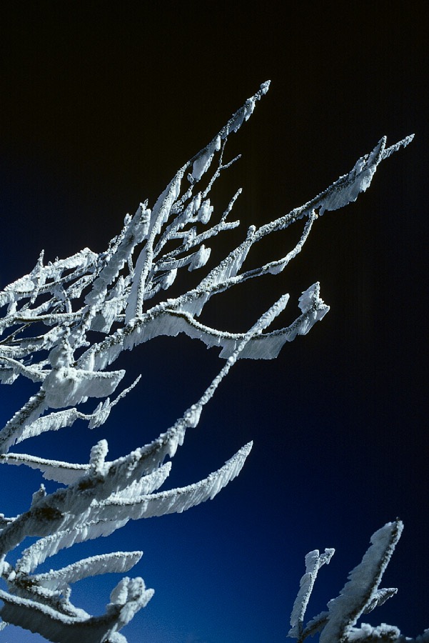 198612W3B34, ©Tim Medley - Great Smoky Mountains National Park, NC