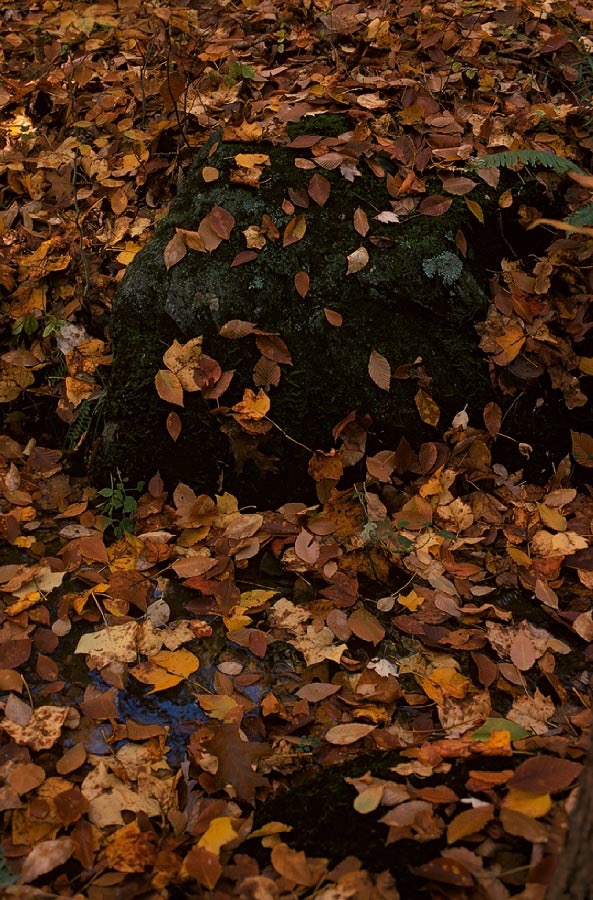 197403023 ©Tim Medley - St. Hubert, Albemarle County, VA