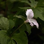 200305120739