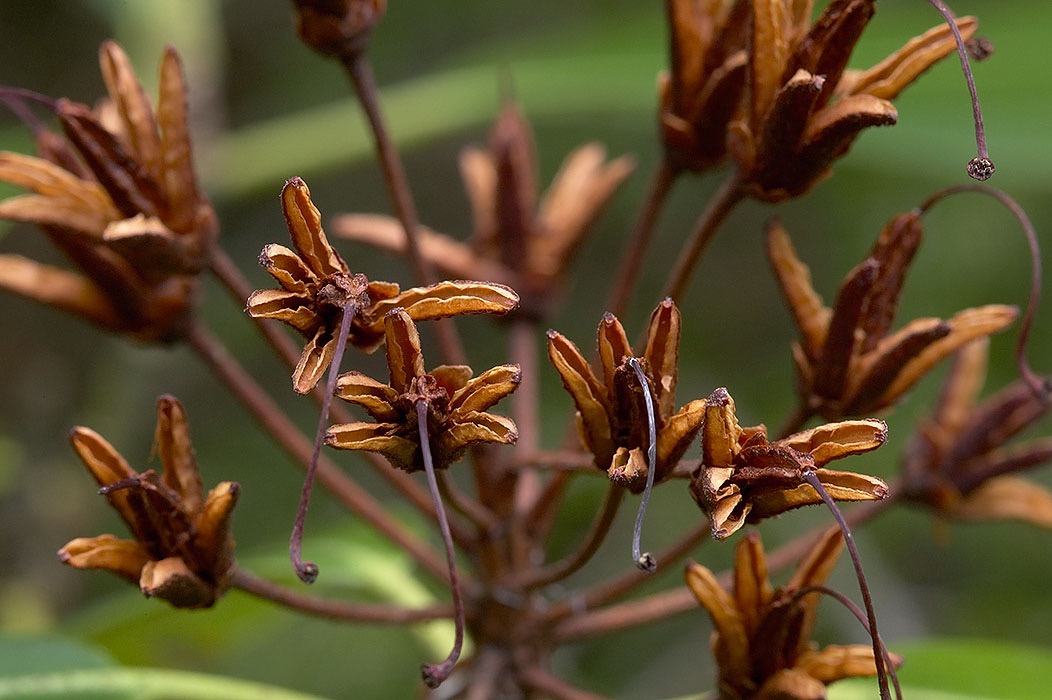 200405032557, ©Tim Medley