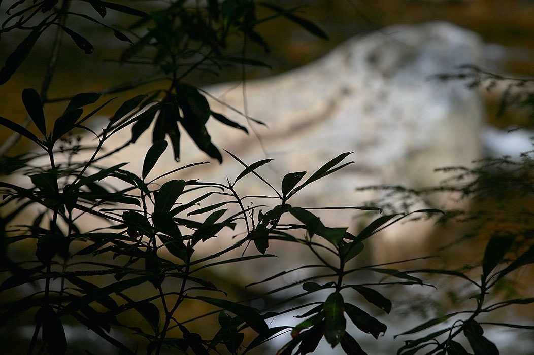 200405042589, ©Tim Medley