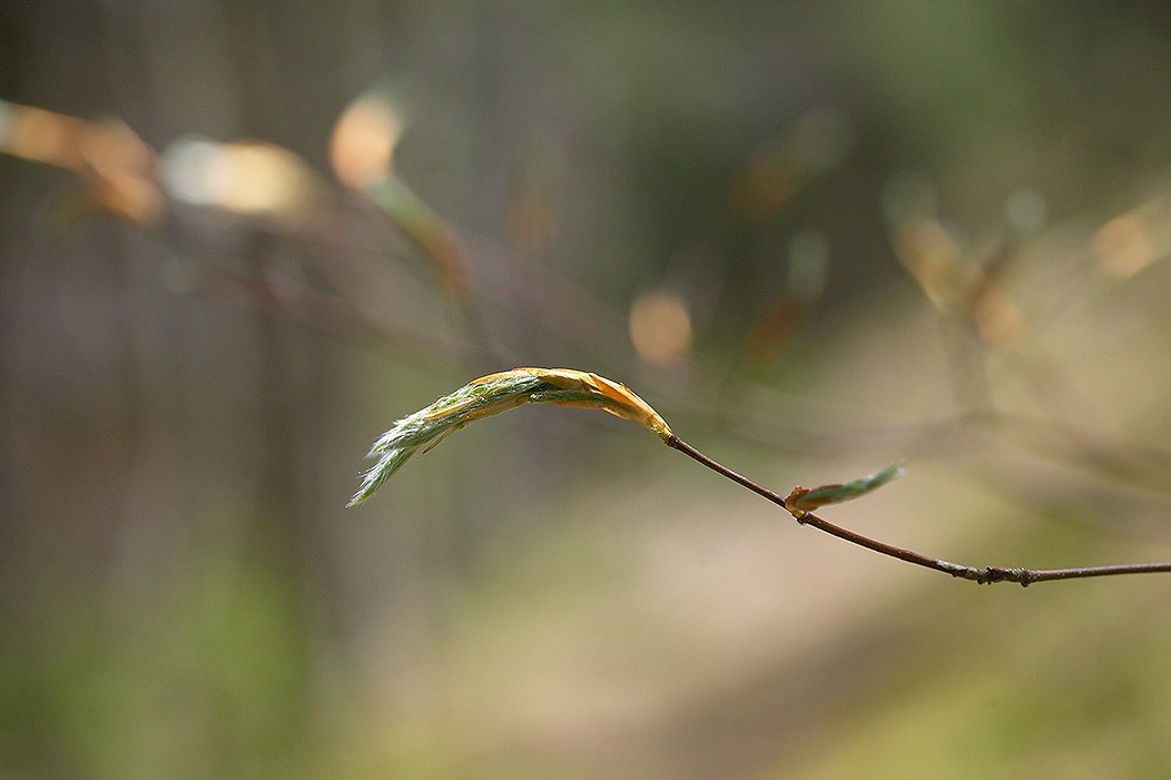 200405062712, ©Tim Medley