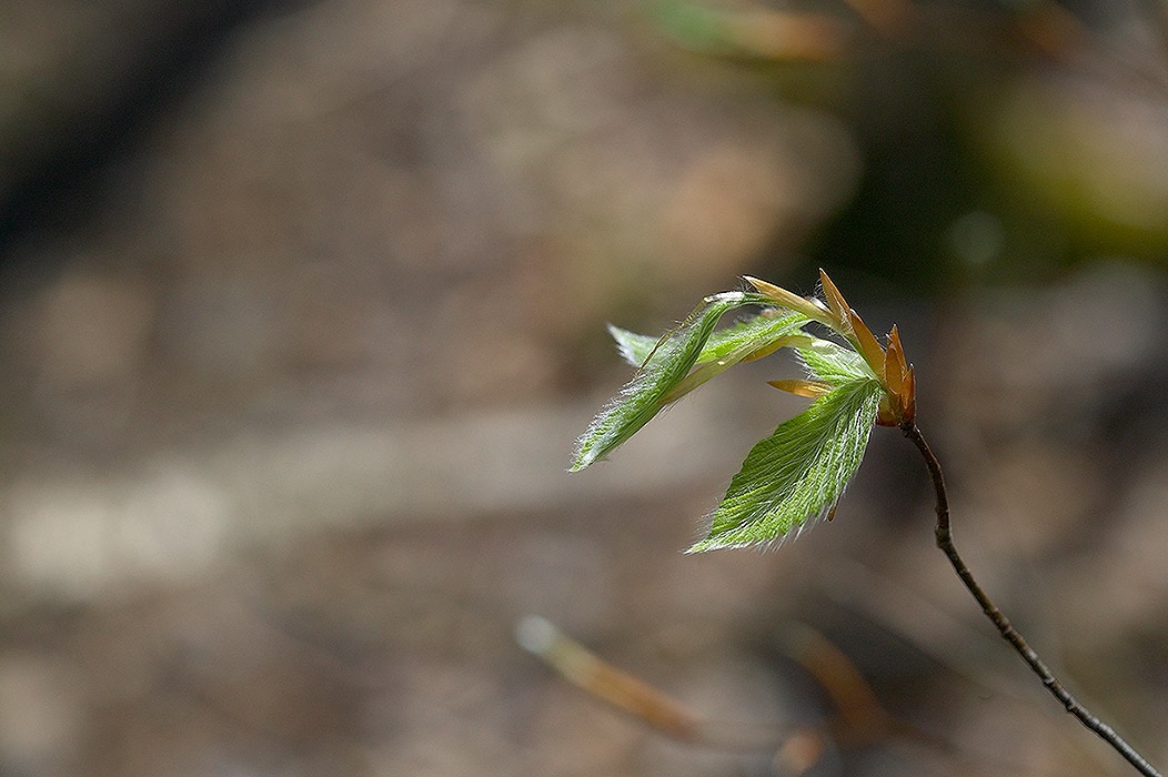 200405072778, ©Tim Medley