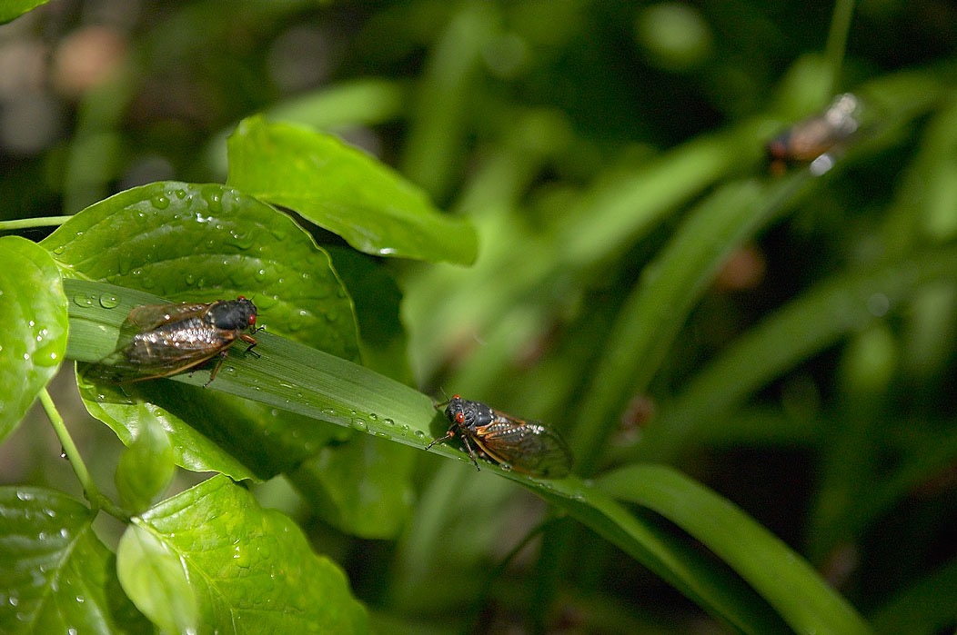 200405162851, ©Tim Medley