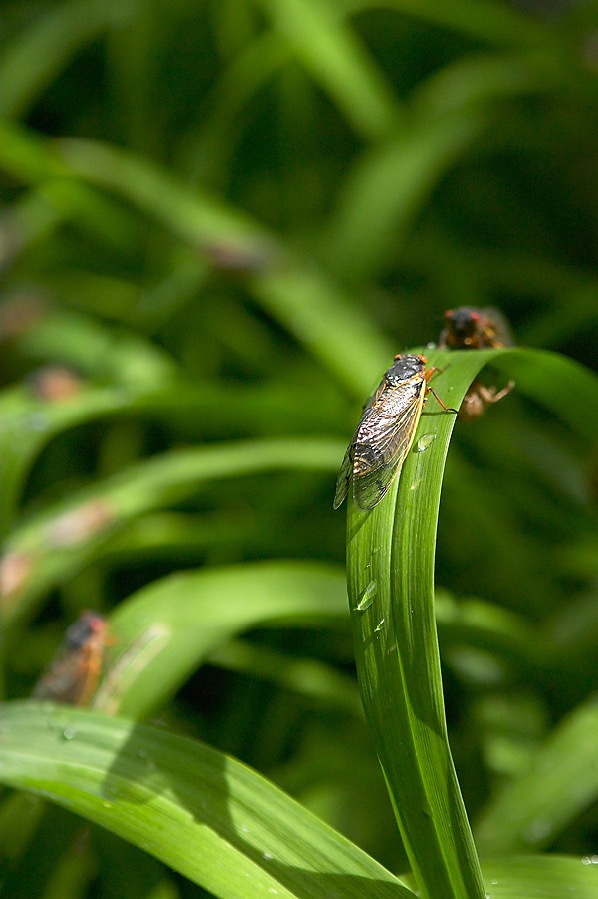 200405162854, ©Tim Medley