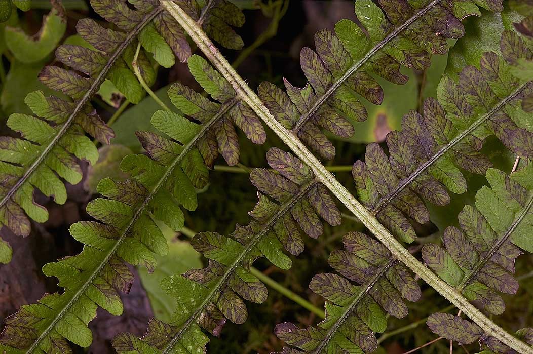 200408142937, ©Tim Medley