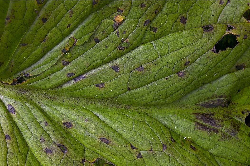 200408142942, ©Tim Medley