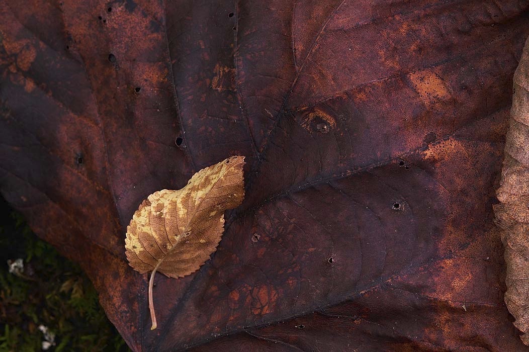 20040842957, ©Tim Medley