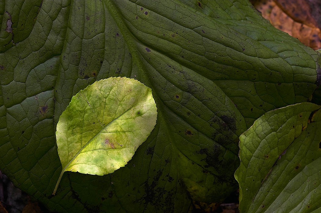 200408142959, ©Tim Medley