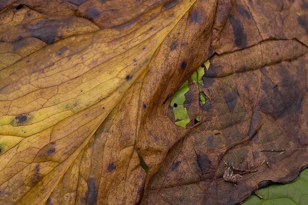 200408142963, ©Tim Medley