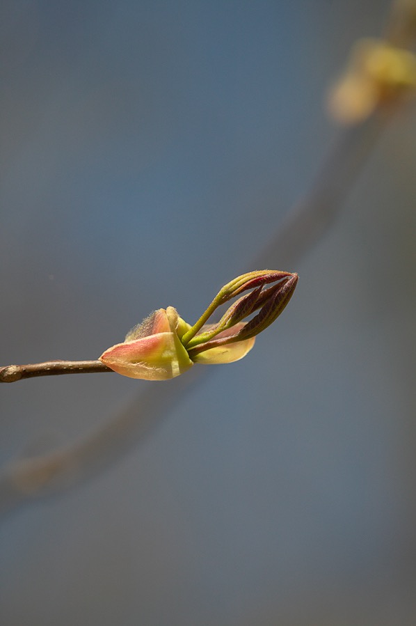 200504163555, ©Tim Medley