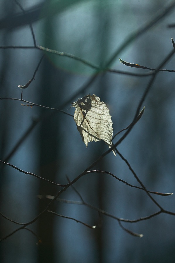 200504163568, ©Tim Medley