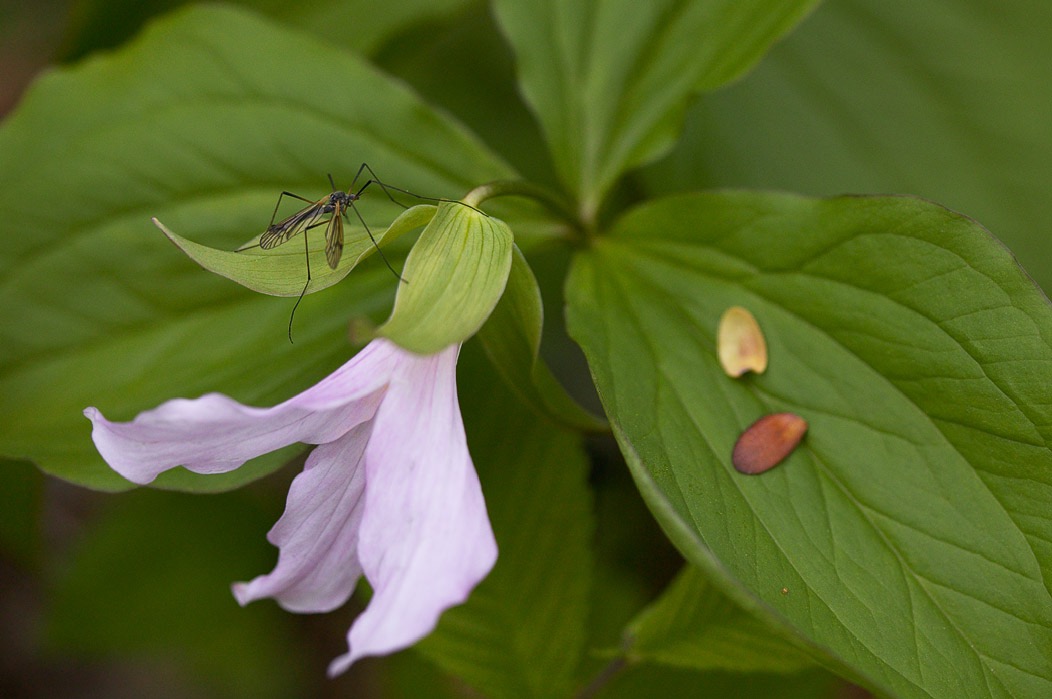 200505013648, ©Tim Medley